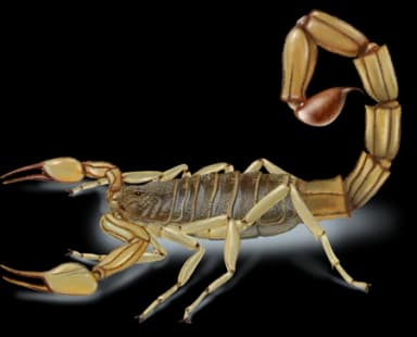 Escorpião