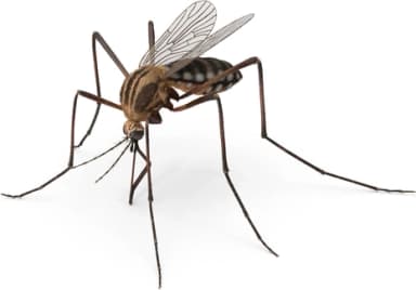 Mosquito